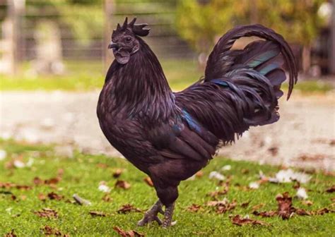 ayam cemani lifespan